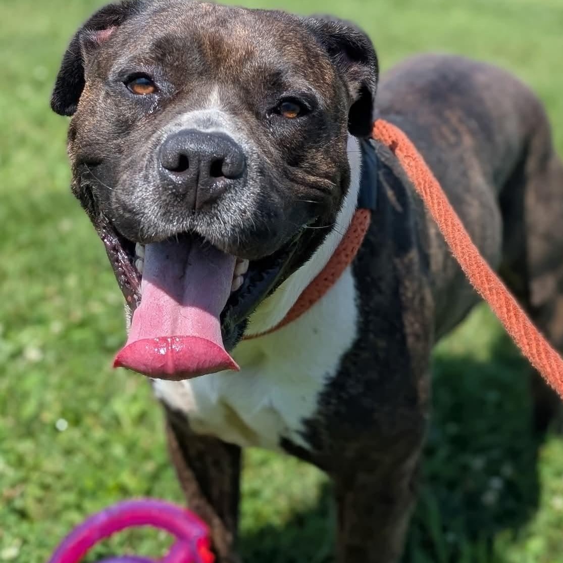 Enlarge 185656 Sherman, a Adoptable Pit Bull Terrier in Ravenna, OH image 4/6