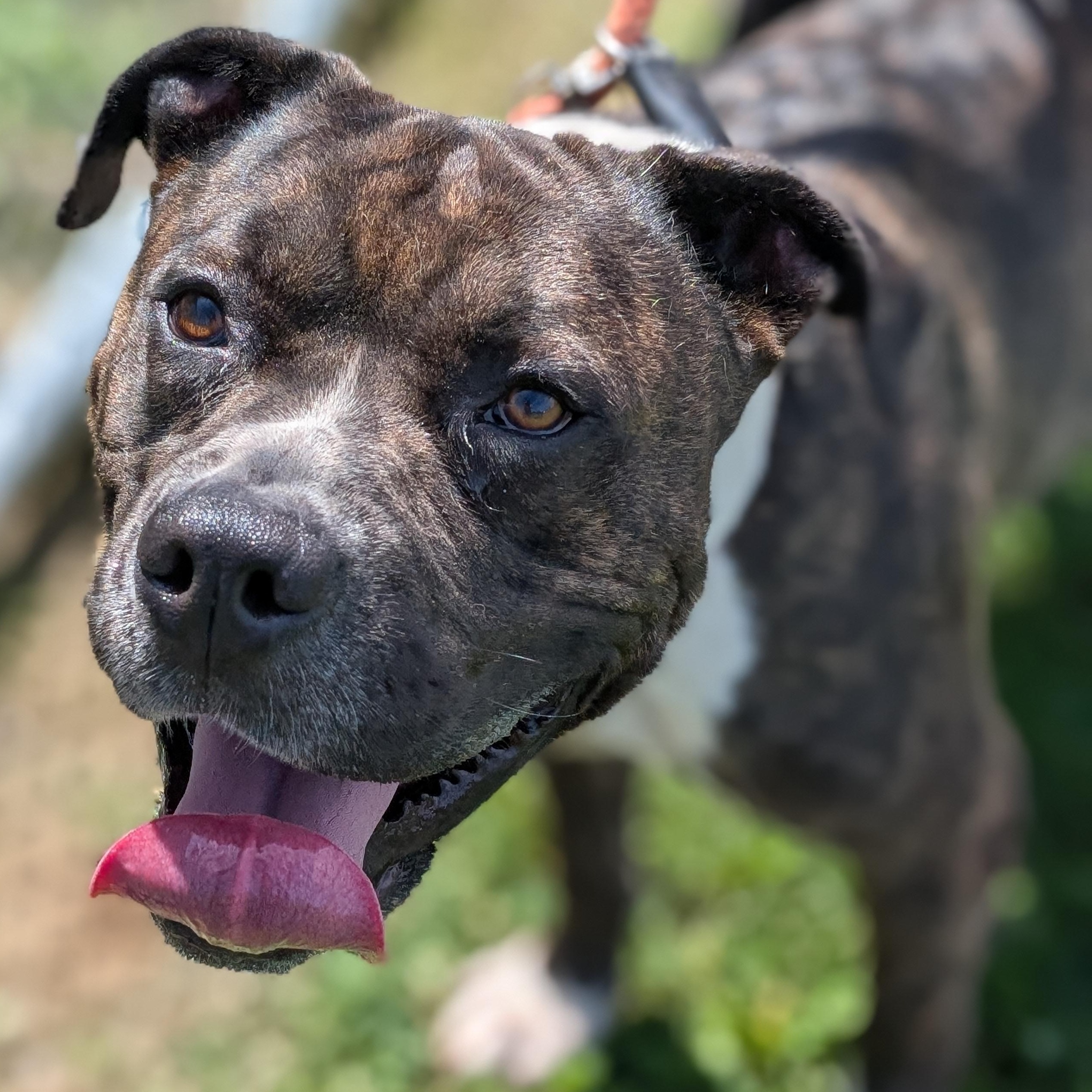 Enlarge 185656 Sherman, a Adoptable Pit Bull Terrier in Ravenna, OH image 5/6