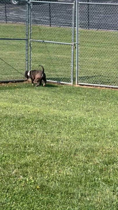 Enlarge 185656 Sherman, a Adoptable Pit Bull Terrier in Ravenna, OH video 2/6