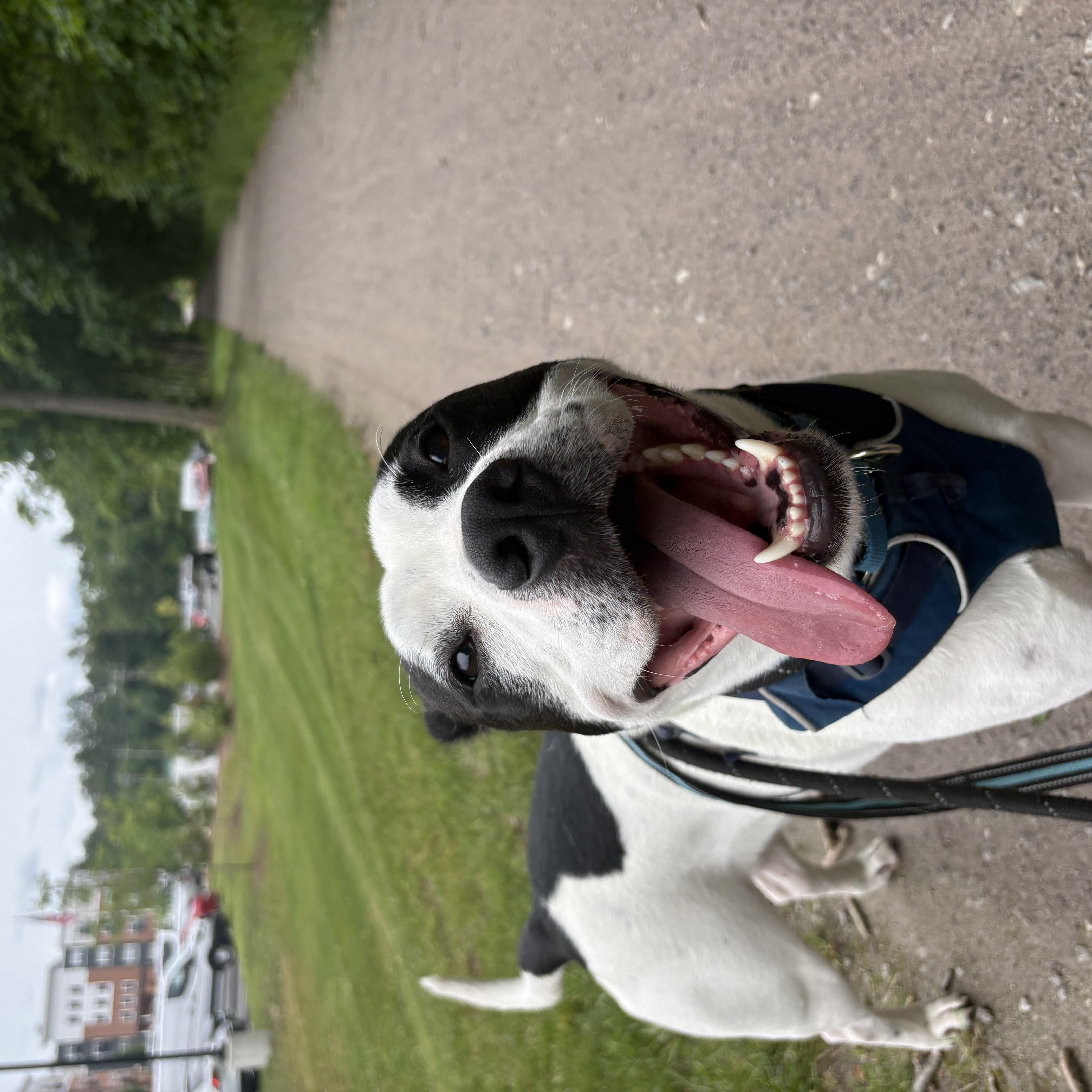 Marino, a ADOPTABLE mixed breed in New Boston, NH image 2/6