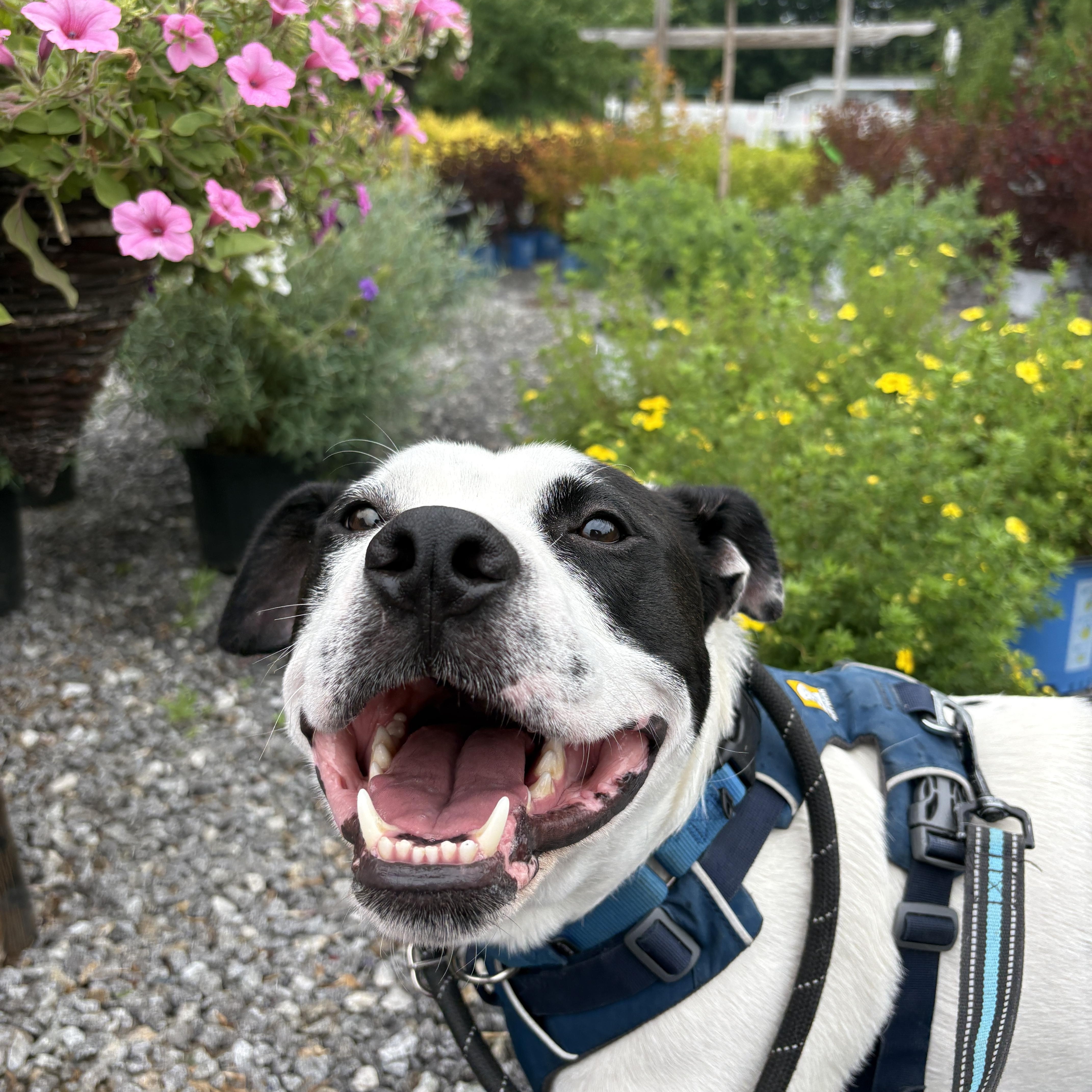 Marino, ADOPTABLE, Young Male Pit Bull Terrier.