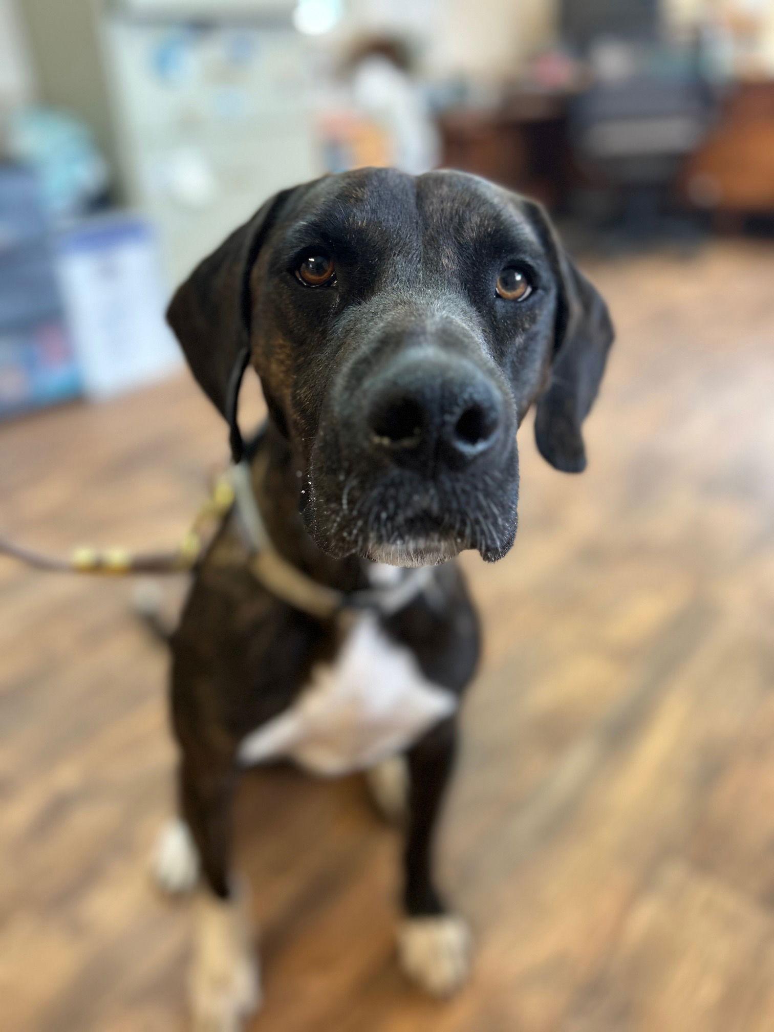 Cleo, Adopted, Adult Female Great Dane & Plott Hound.