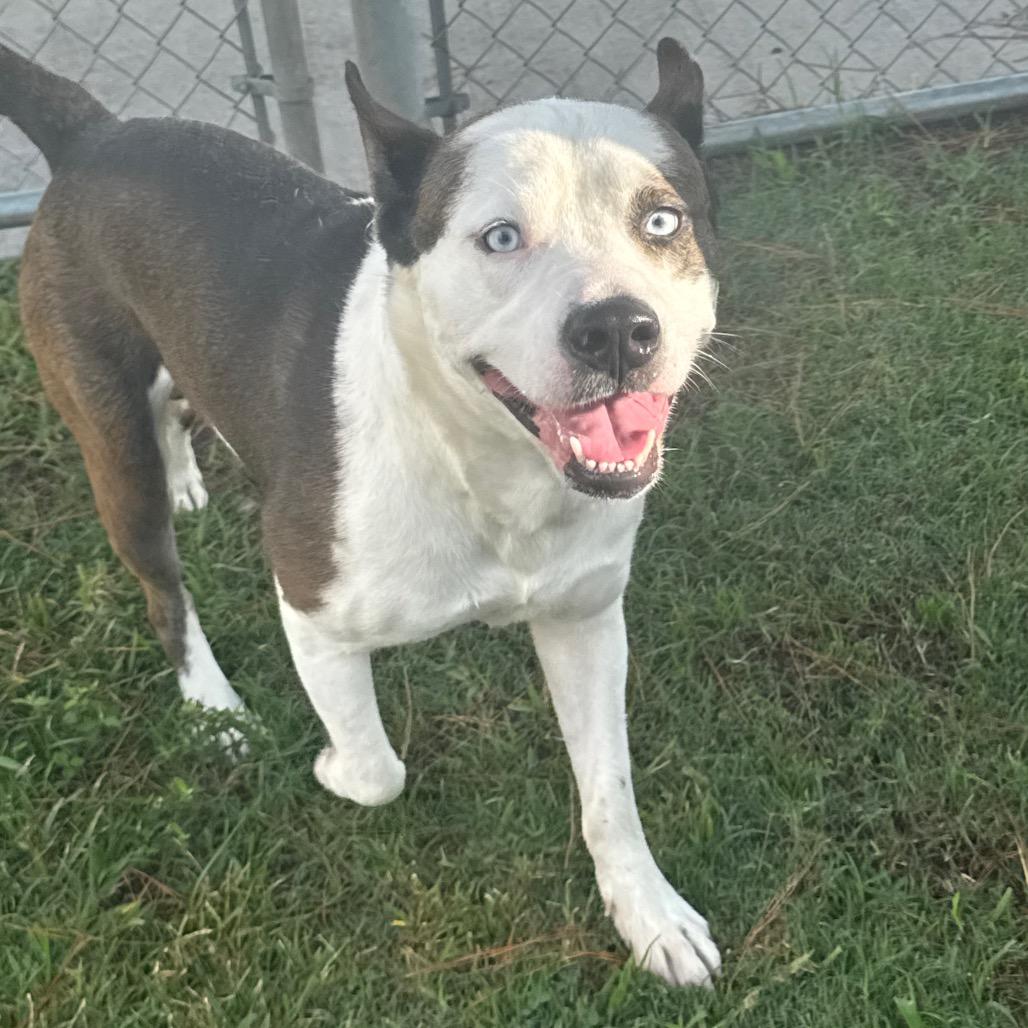 Houdini, Adoptable, Adult Male Pit Bull Terrier & Siberian Husky.