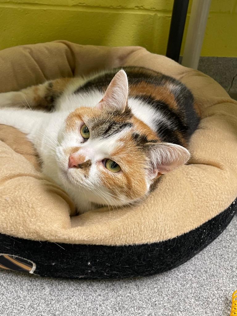 Etch-A-Sketch, Adoptable, Adult Female Domestic Short Hair.