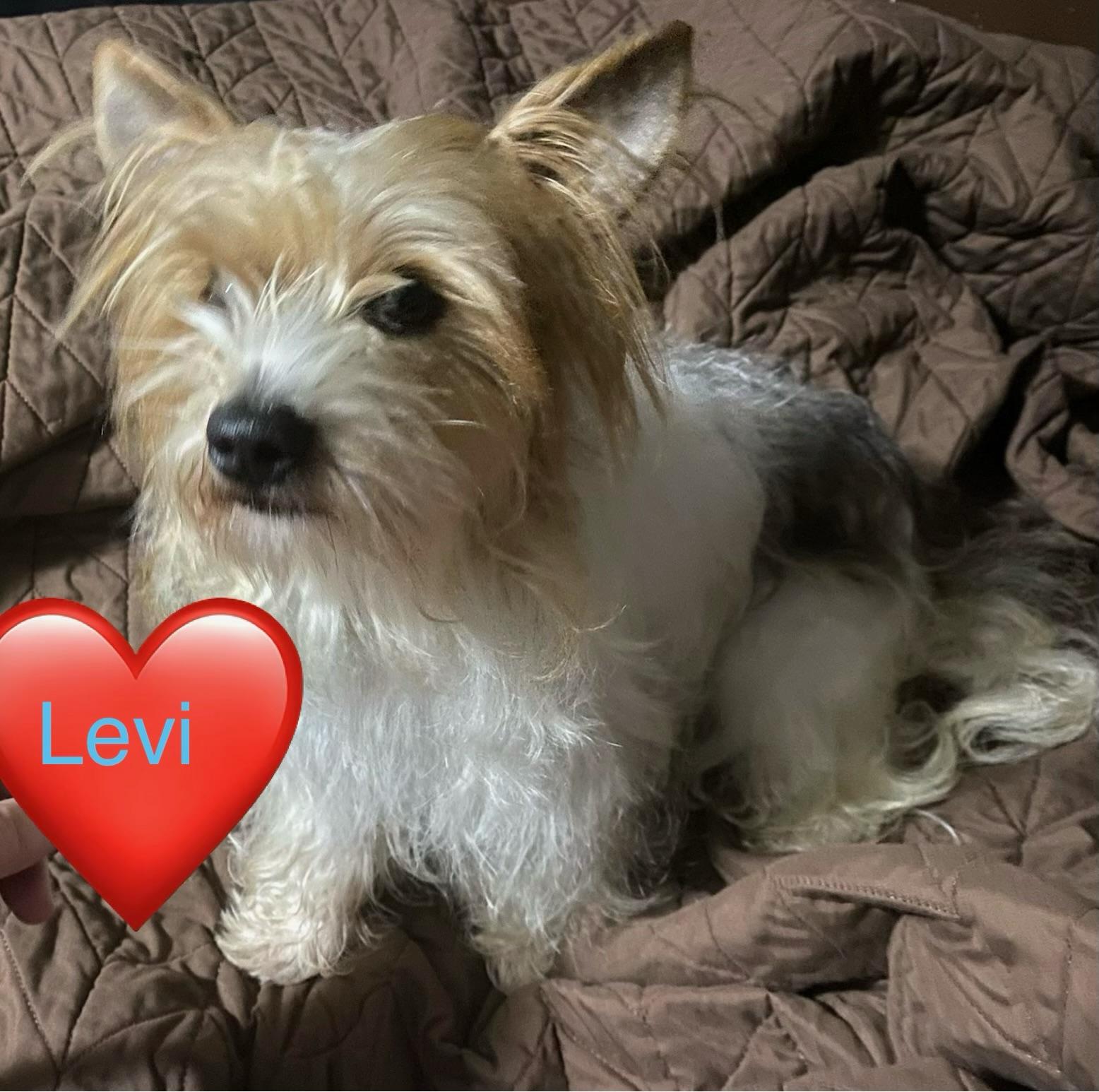 Levi, a ADOPTABLE Yorkshire Terrier in Greenville, SC image 2/3