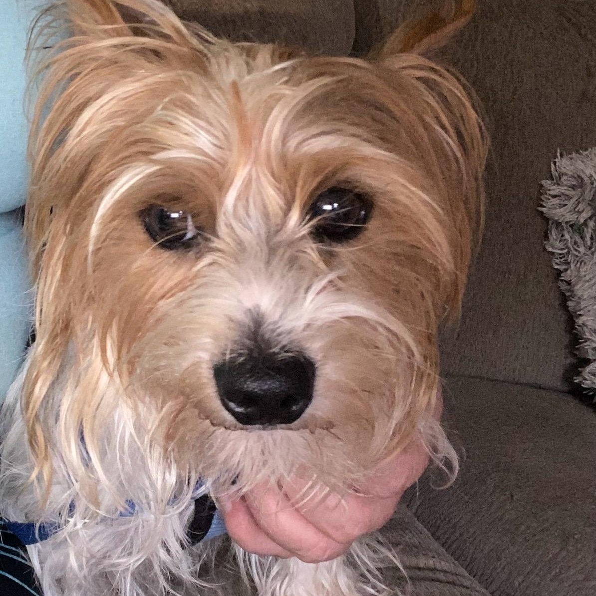 Levi, ADOPTABLE, Young Male Yorkshire Terrier.