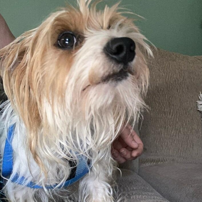 Levi, a ADOPTABLE Yorkshire Terrier in Greenville, SC image 3/3