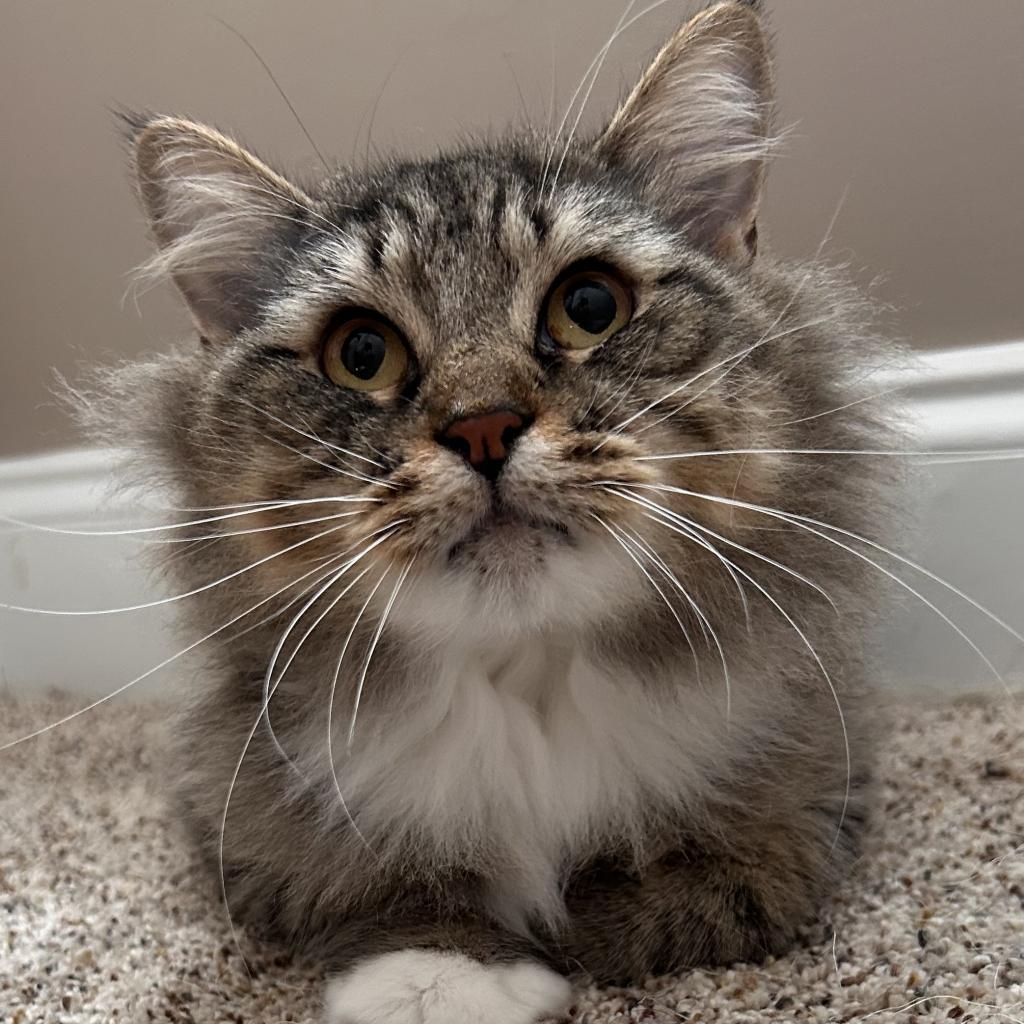 Maya, a Adoptable Domestic Long Hair in Mocksville, NC image 1/6