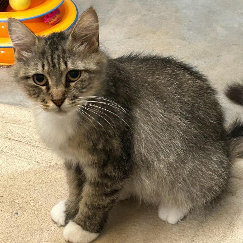 Maya, a Adoptable Domestic Long Hair in Mocksville, NC image 3/6