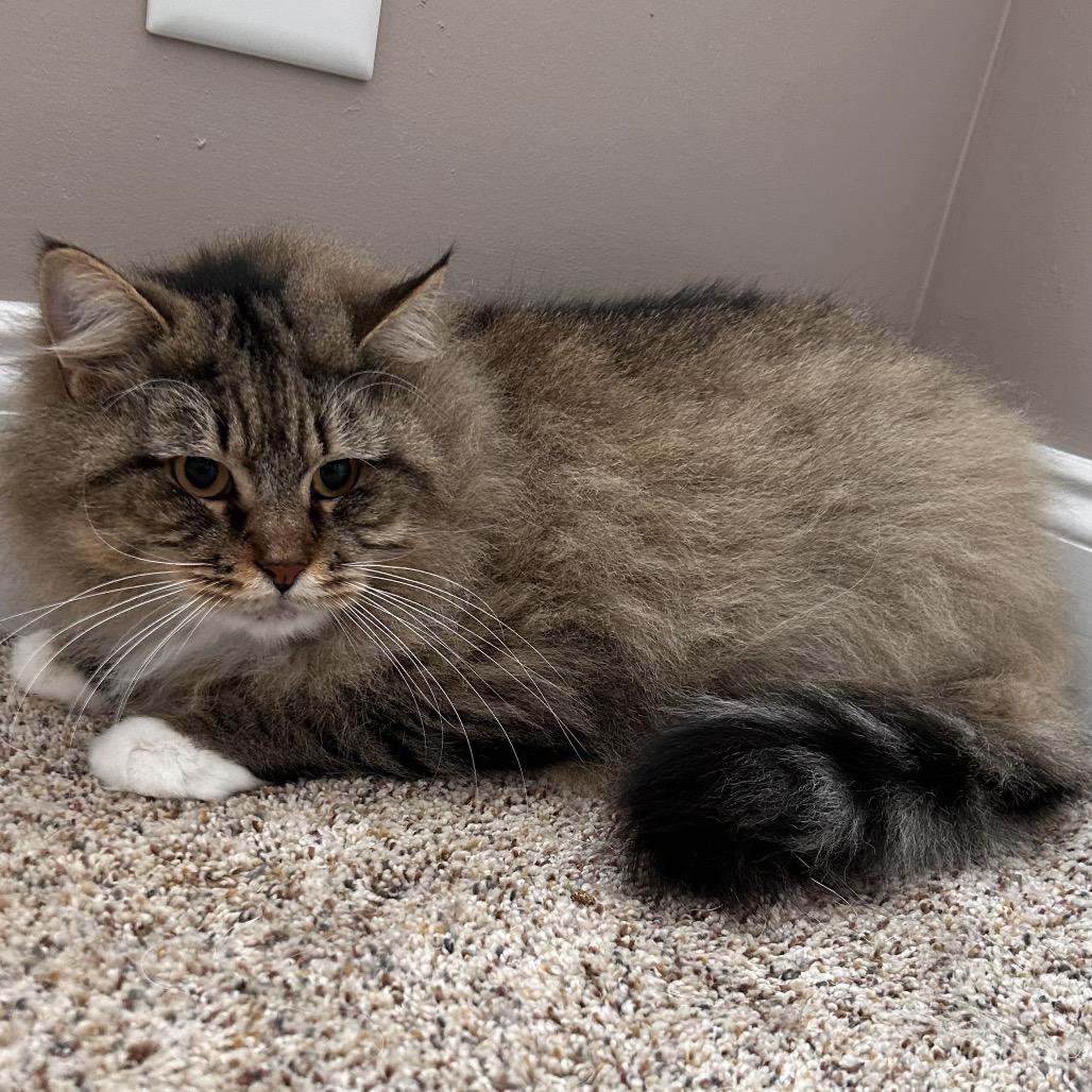 Maya, a Adoptable Domestic Long Hair in Mocksville, NC image 5/6