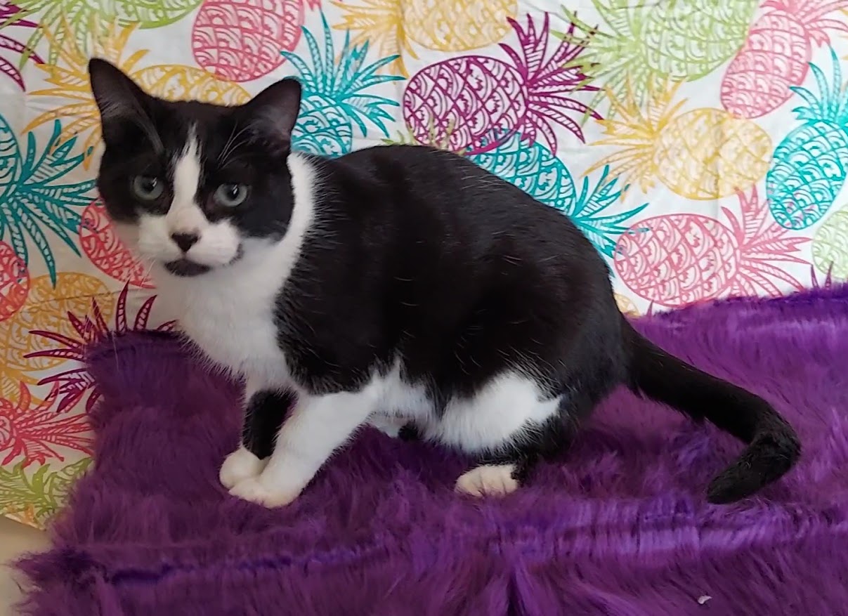Twinkie, Adoptable, Adult Male Tuxedo.