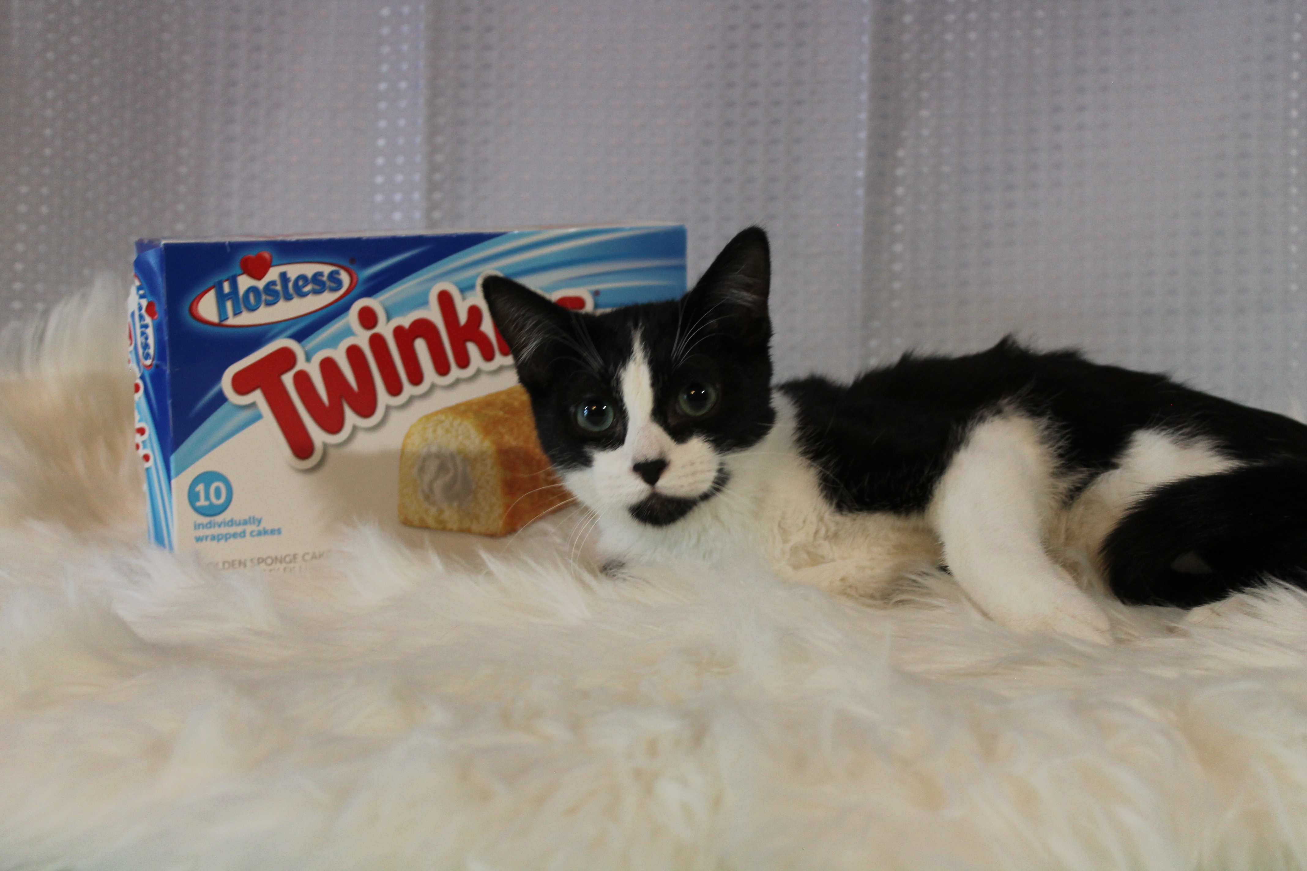 Twinkie, Adoptable, Adult Male Tuxedo.