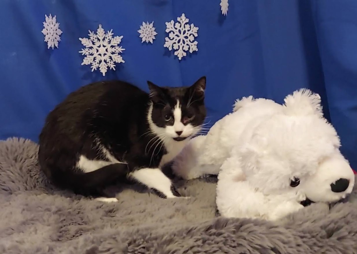 Enlarge Twinkie, a Adoptable mixed breed in Salt Lake City, UT image 3/5