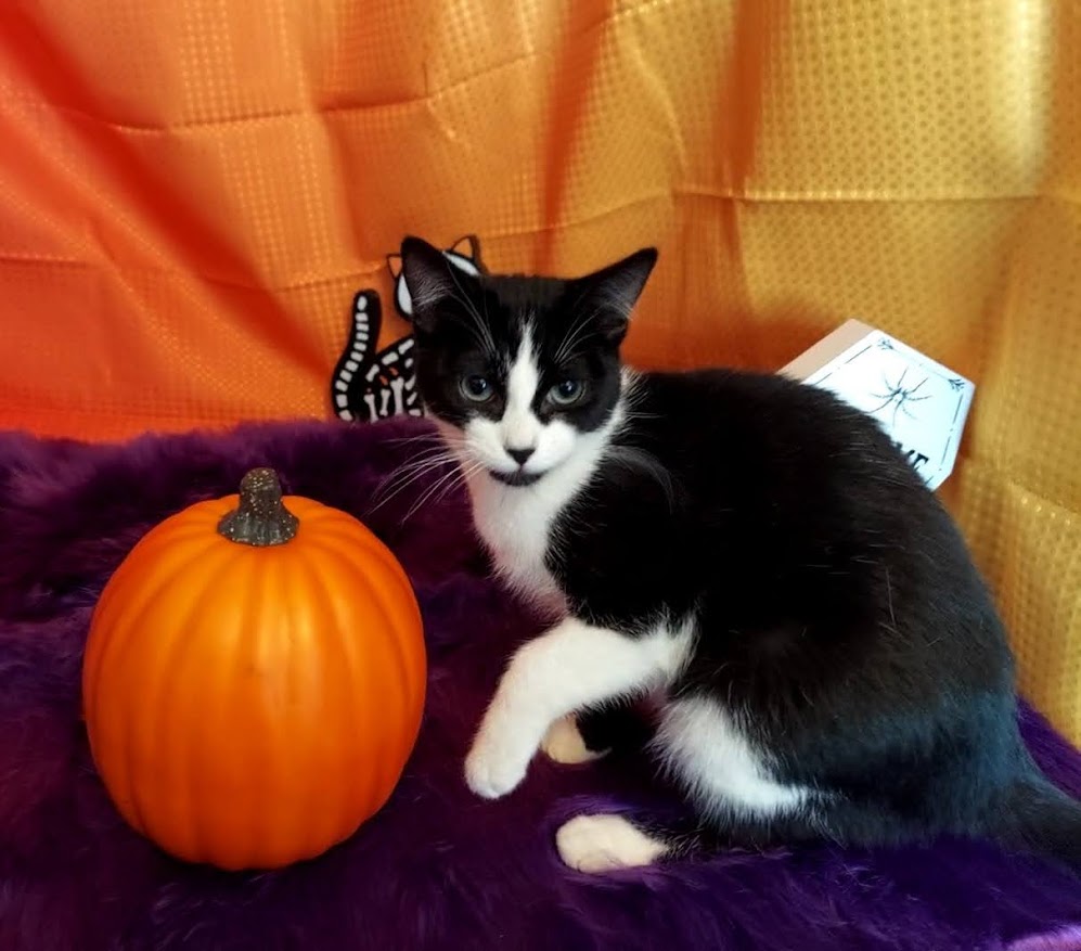 Enlarge Twinkie, a Adoptable mixed breed in Salt Lake City, UT image 4/5