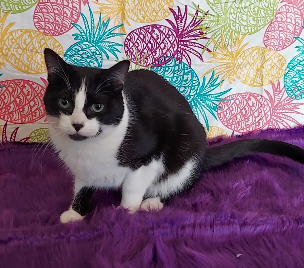 Enlarge Twinkie, a Adoptable mixed breed in Salt Lake City, UT image 5/5