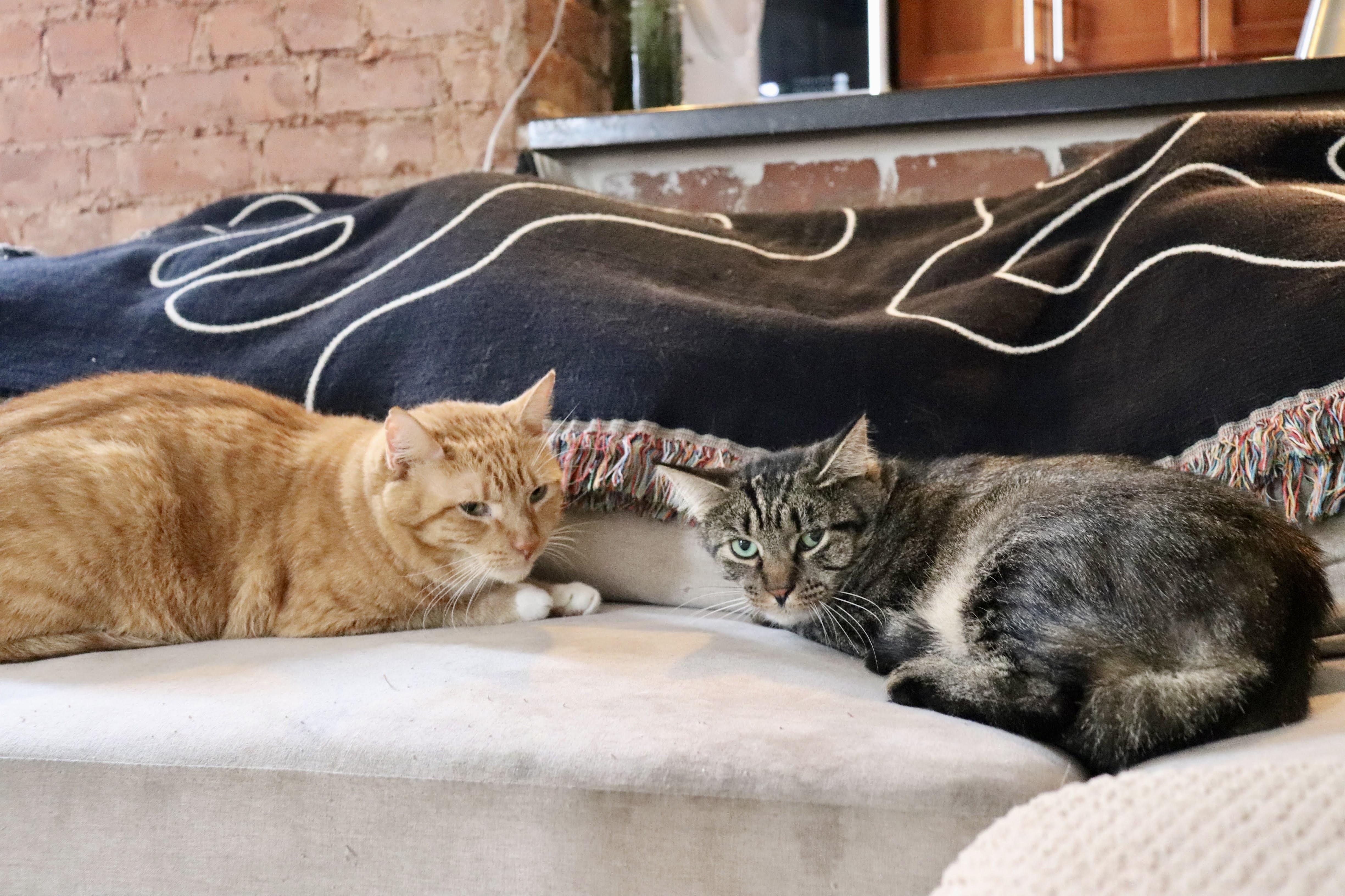 Cabbage and Lucky Chuck E. Cheese, Adopted, Adult Male American Shorthair.