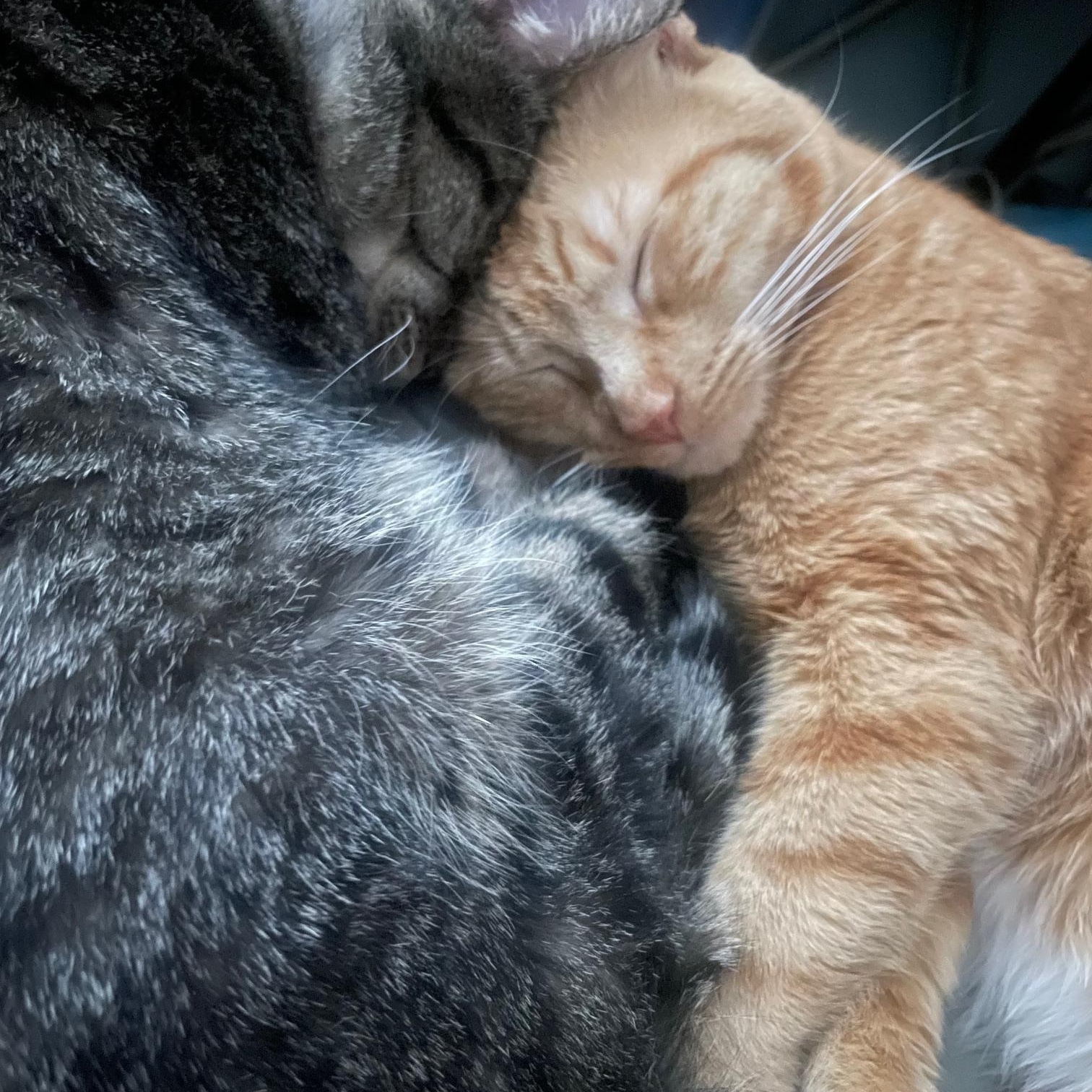 Enlarge Cabbage and Lucky Chuck E. Cheese, a Adoptable American Shorthair in brooklyn, NY image 5/6