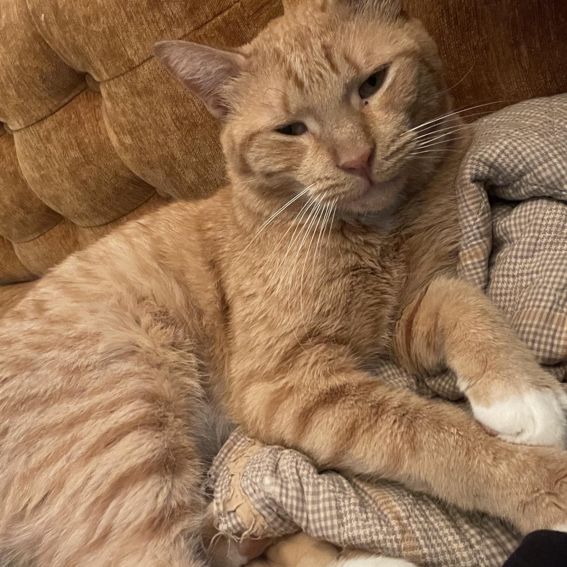 Enlarge Cabbage and Lucky Chuck E. Cheese, a Adoptable American Shorthair in brooklyn, NY image 2/6