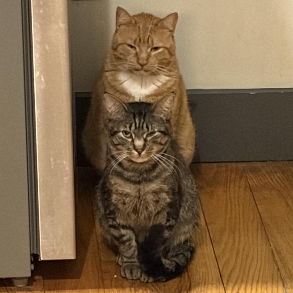 Cabbage and Lucky Chuck E. Cheese, Adoptable, Adult Male American Shorthair.