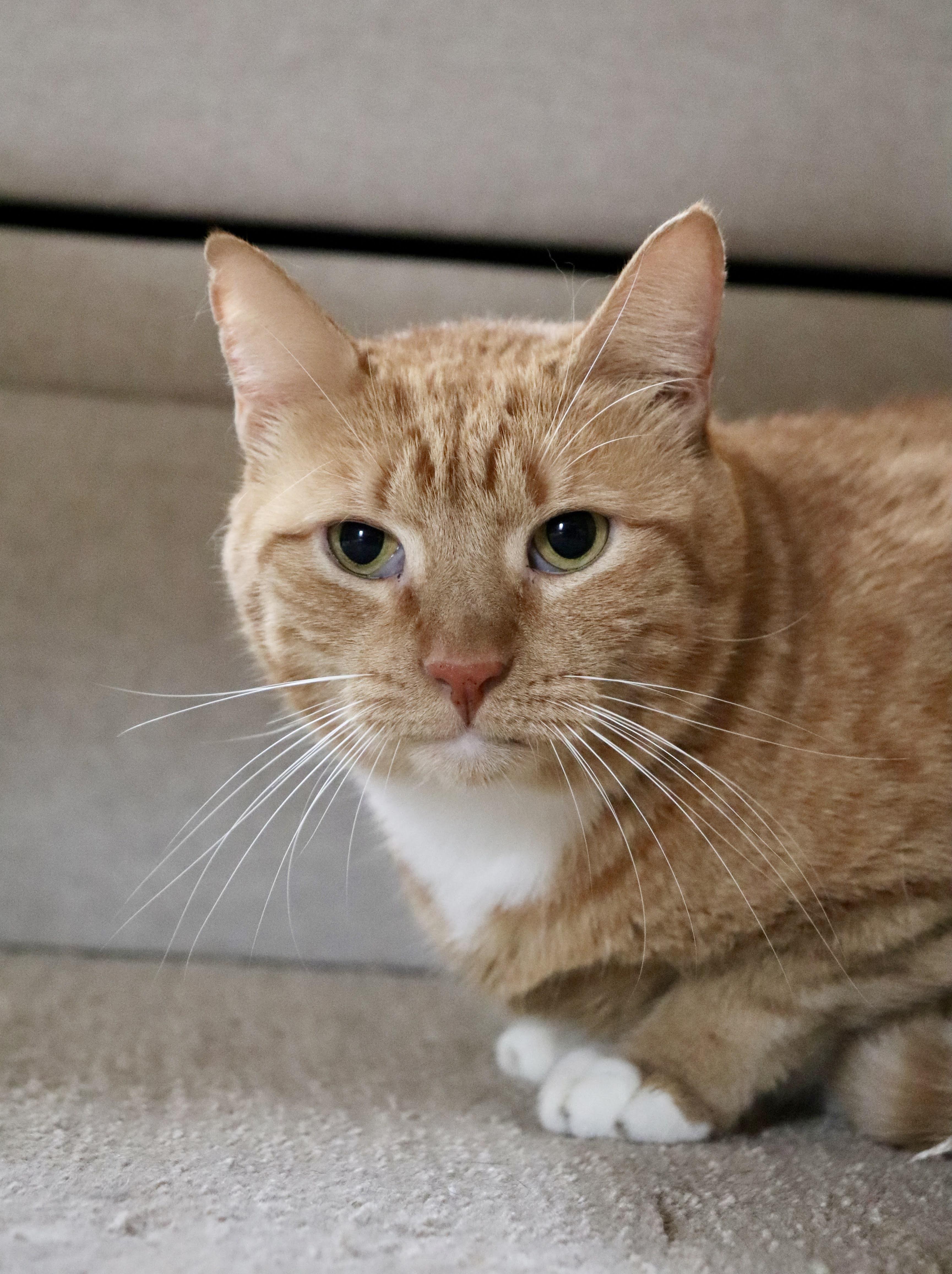 Enlarge Cabbage and Lucky Chuck E. Cheese, a Adopted American Shorthair in brooklyn, NY image 3/6