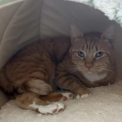 Enlarge Cabbage and Lucky Chuck E. Cheese, a Adoptable American Shorthair in brooklyn, NY image 4/6
