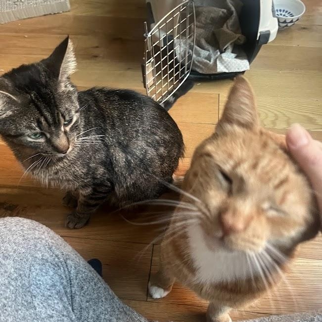 Enlarge Cabbage and Lucky Chuck E. Cheese, a Adoptable American Shorthair in brooklyn, NY image 3/6