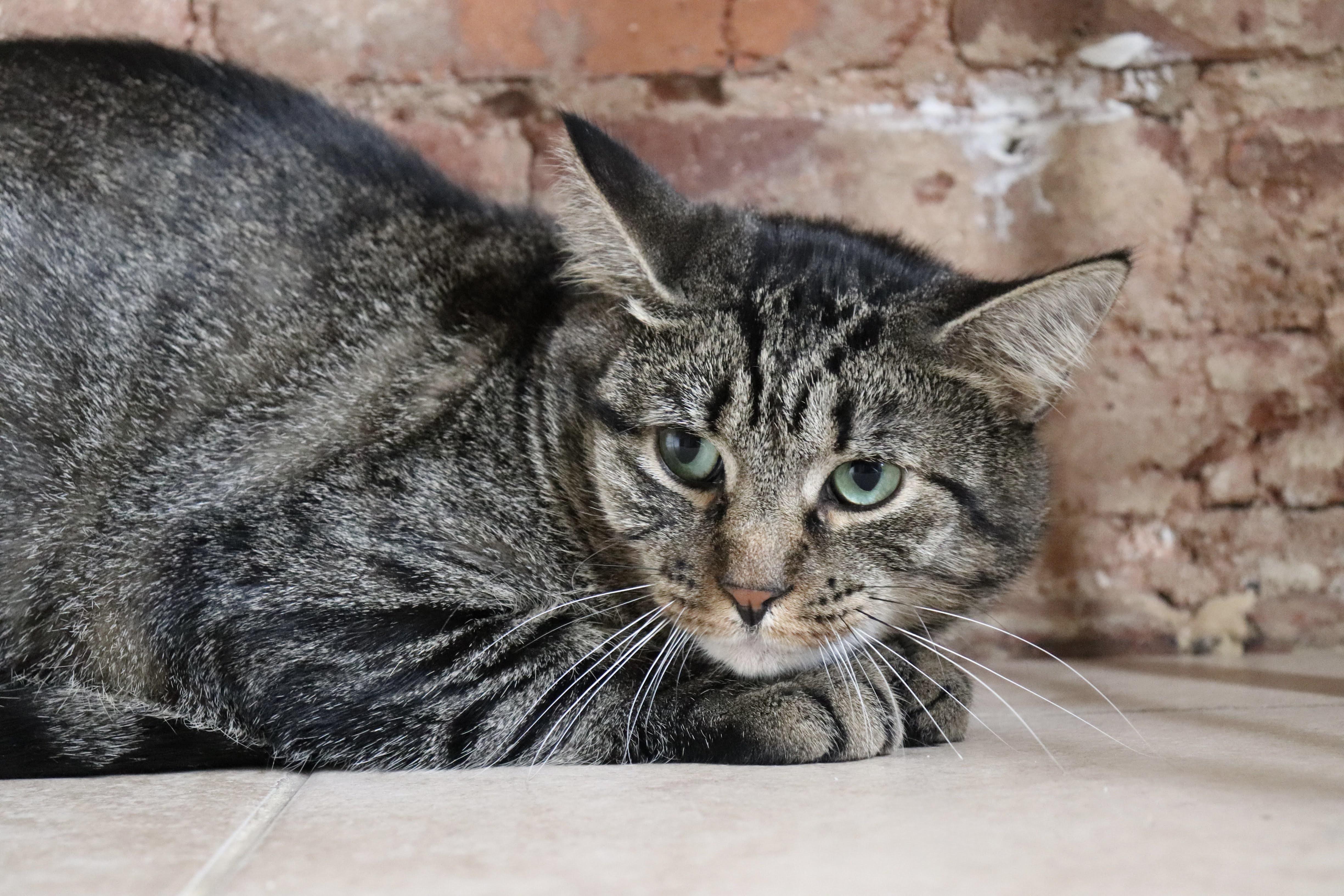 Enlarge Cabbage and Lucky Chuck E. Cheese, a Adopted American Shorthair in brooklyn, NY image 4/6