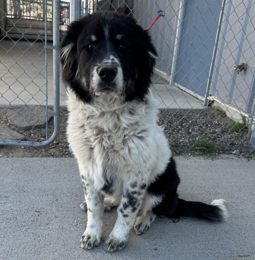 60662105, adopted, Young Male Border Collie & Great Pyrenees.