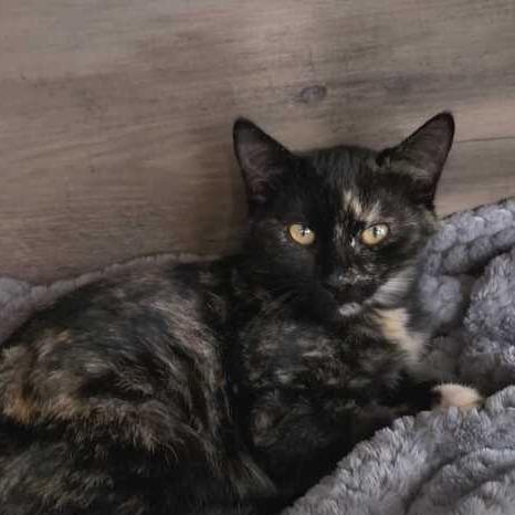 Carolina, Adoptable, Kitten Female Domestic Short Hair.