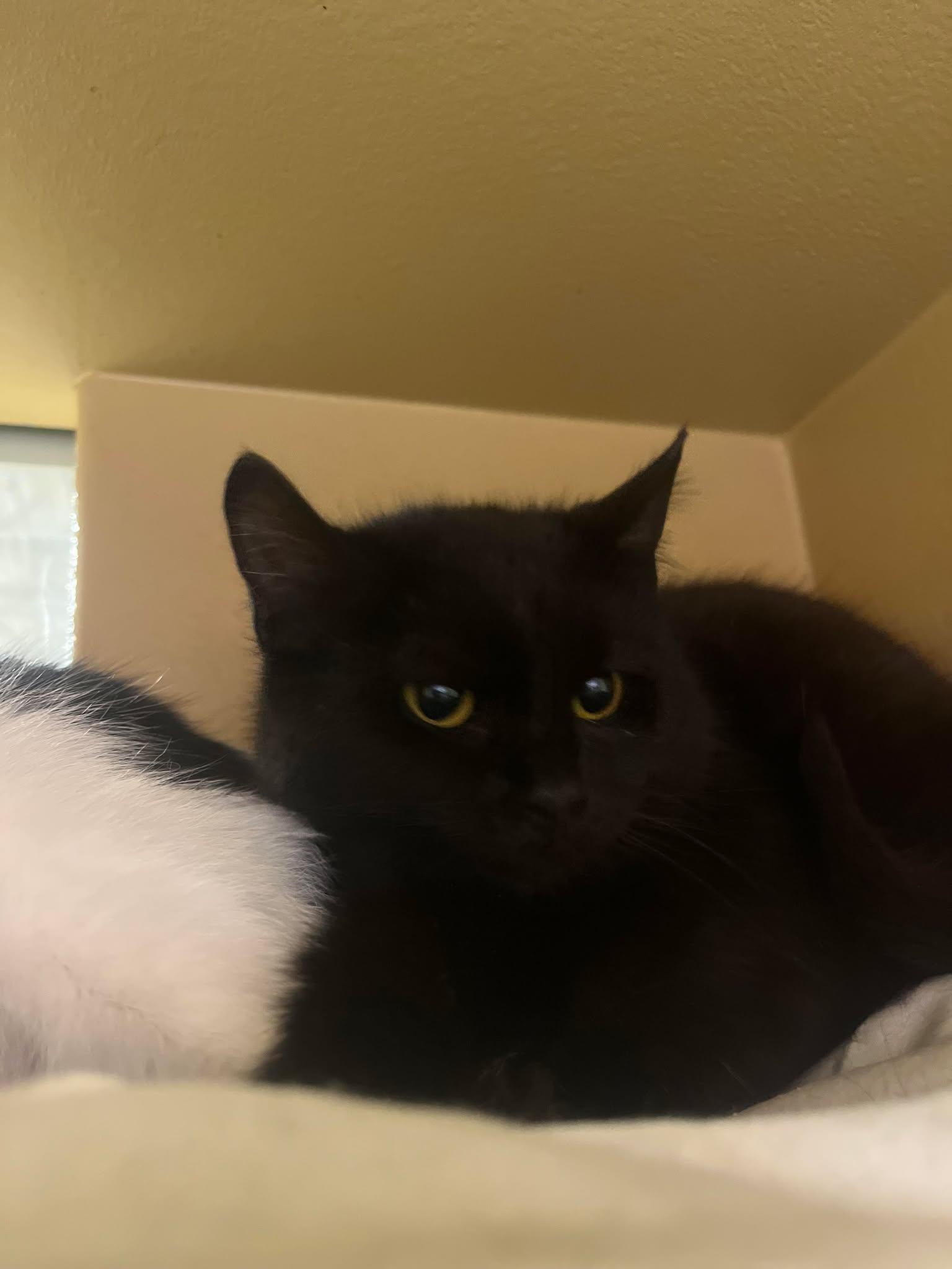 Gigi — thumbnail 2