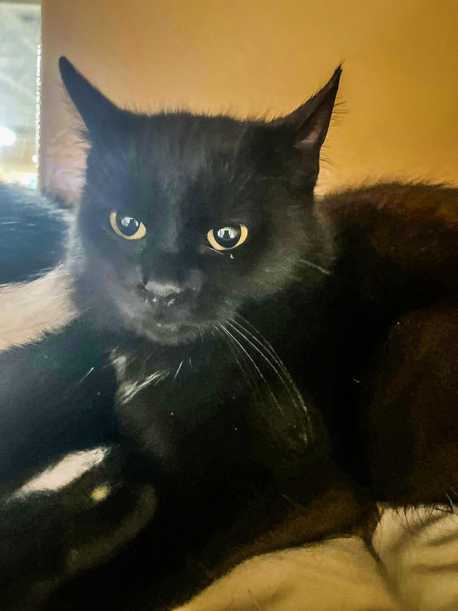 Gigi — thumbnail 3