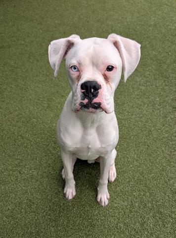 Enlarge SIMON, a Adoptable Boxer in San Martin, CA image 1/1