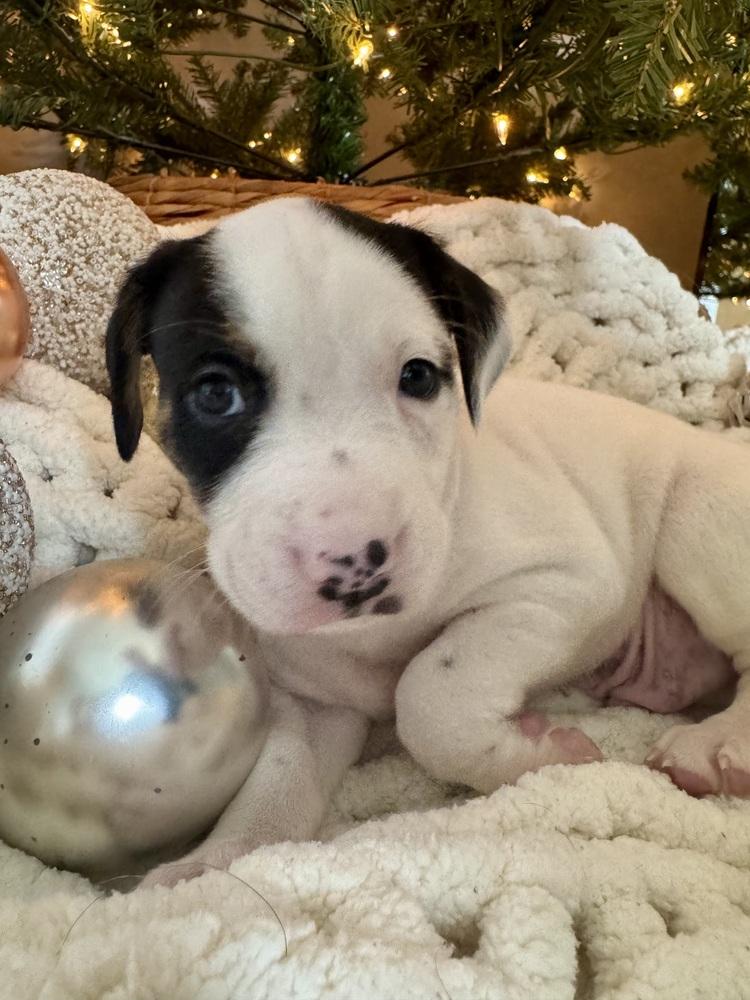 Enlarge Jagermeister, a Adoptable mixed breed in Middletown, CT image 1/6