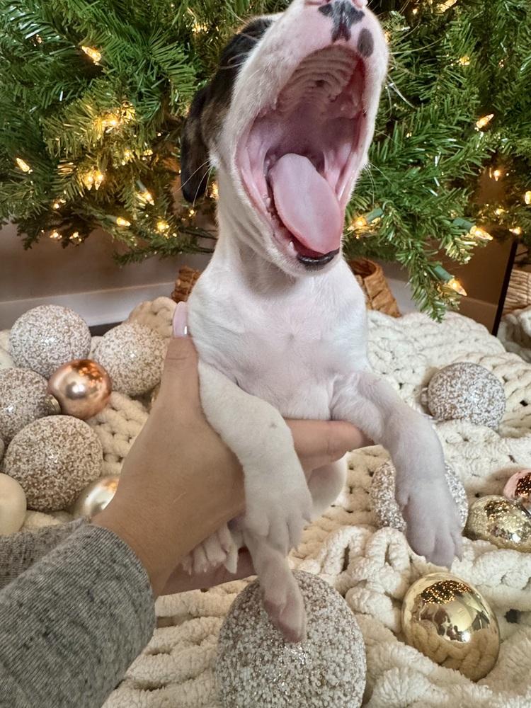 Enlarge Jagermeister, a Adoptable mixed breed in Middletown, CT image 3/6