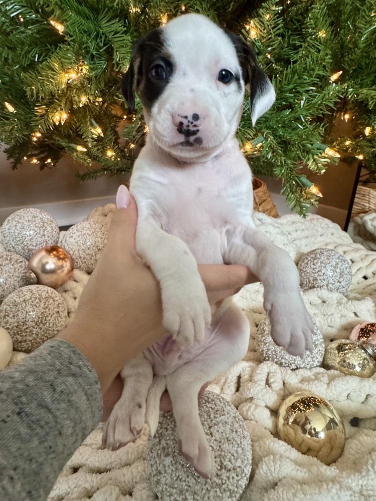 Enlarge Jagermeister, a Adoptable mixed breed in Middletown, CT image 5/6