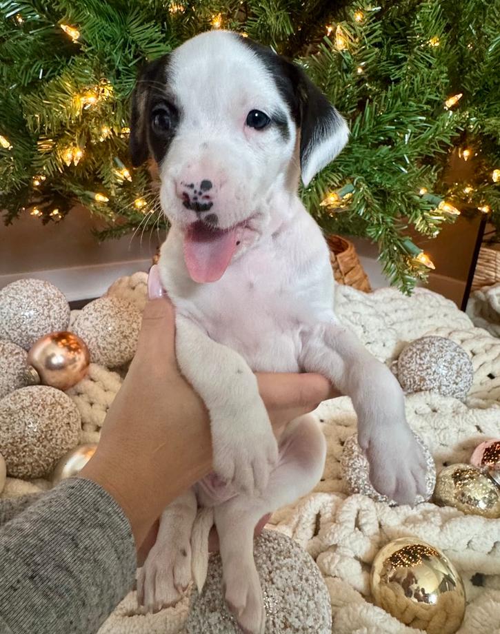 Enlarge Jagermeister, a Adoptable mixed breed in Middletown, CT image 6/6