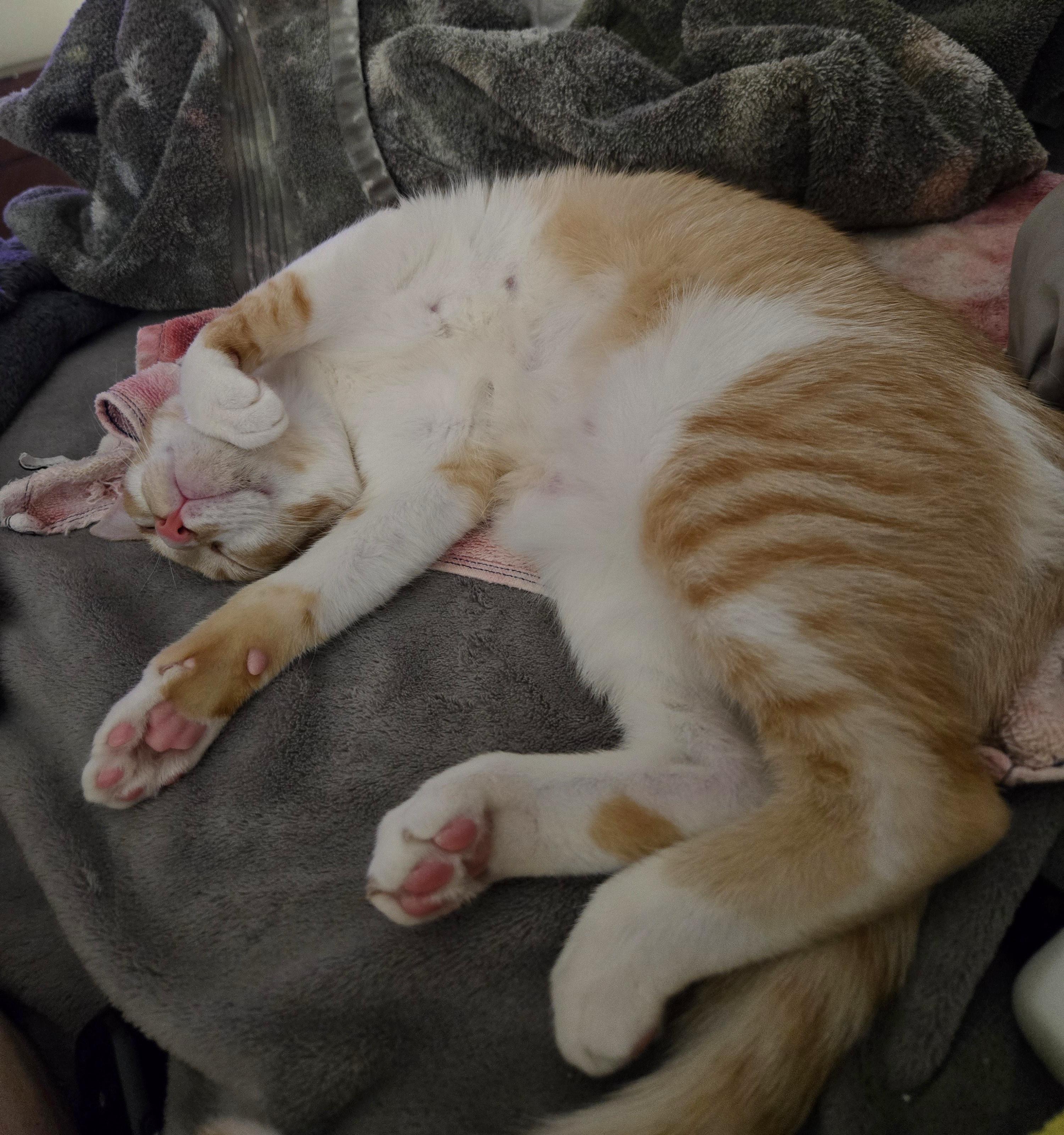 Enlarge Keats, a Adoptable Domestic Short Hair in Colorado Springs, CO image 4/6