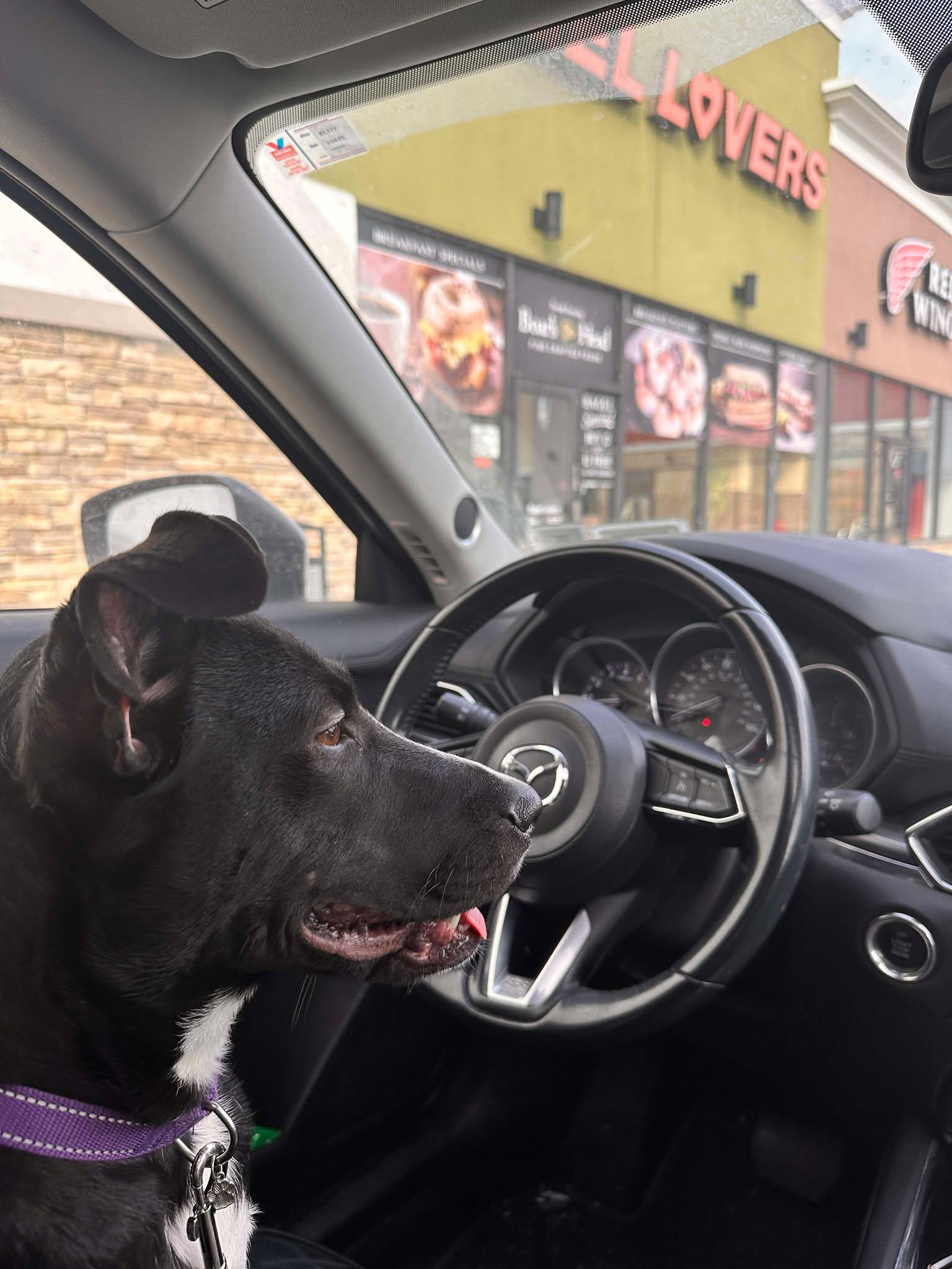 Mochi - Urgent Foster or Foster to adopt needed! 5