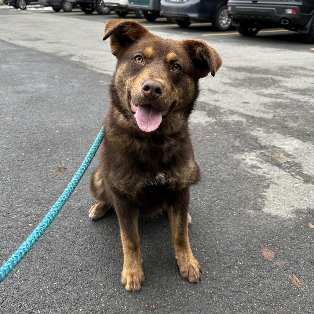 Enlarge Stray-please call to claim (OSA), a Adoptable Mixed Breed in Priest River, ID image 2/3