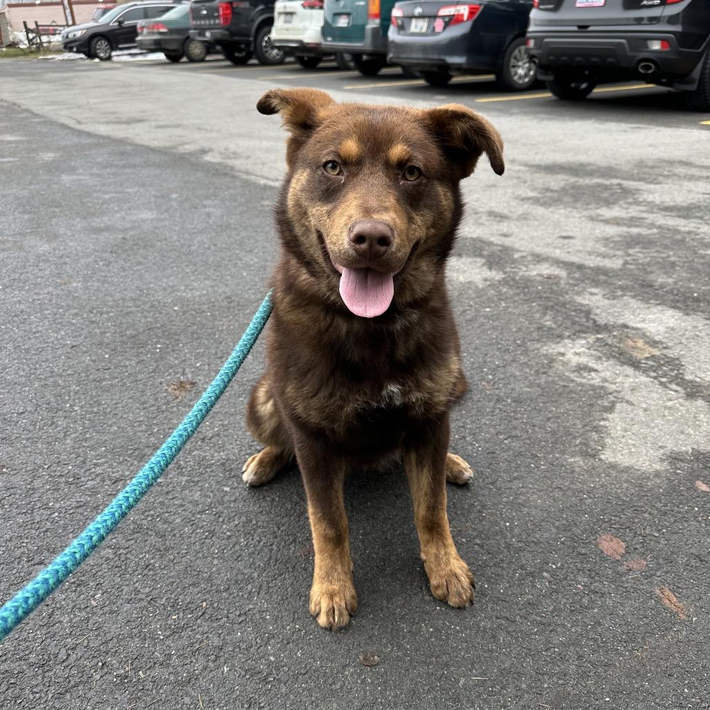 Enlarge Stray-please call to claim (OSA), a Adoptable Mixed Breed in Priest River, ID image 3/3