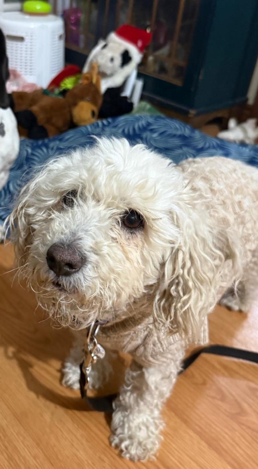 Enlarge COSMO , a ADOPTABLE Goldendoodle in Toronto, ON image 5/6