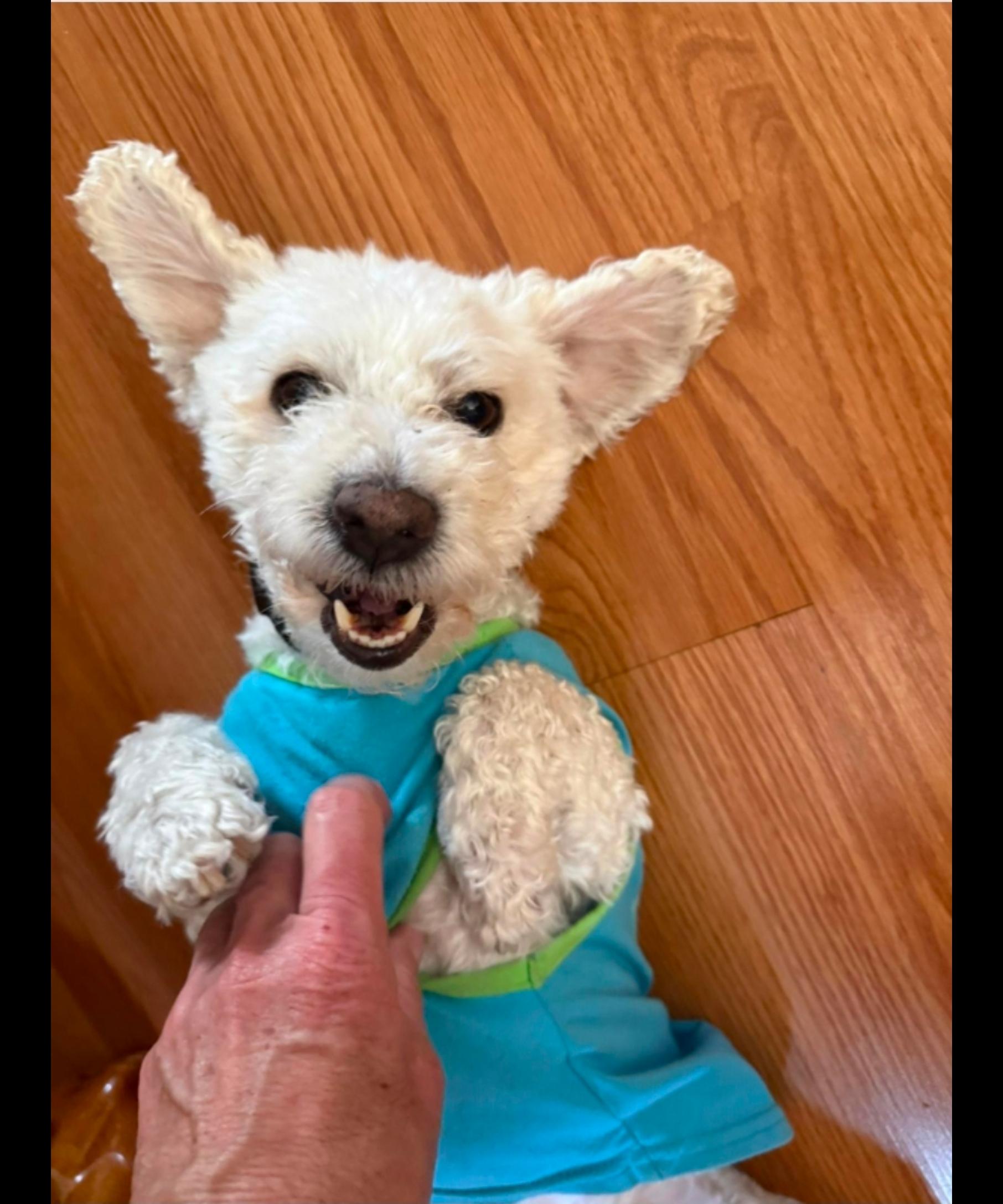 Enlarge COSMO , a ADOPTABLE Goldendoodle in Toronto, ON image 1/6