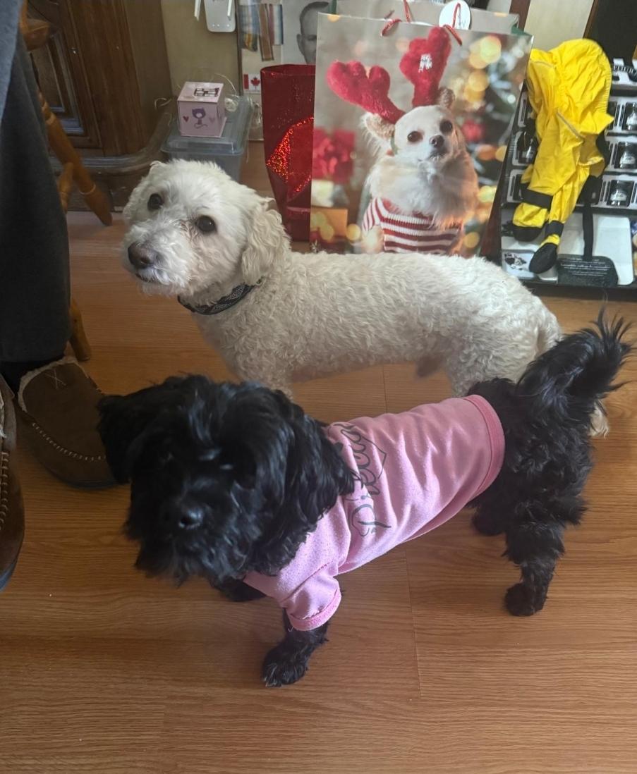 Enlarge COSMO , a ADOPTABLE Goldendoodle in Toronto, ON image 6/6