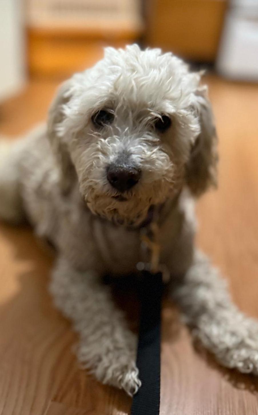 Enlarge COSMO , a ADOPTABLE Goldendoodle in Toronto, ON image 2/6