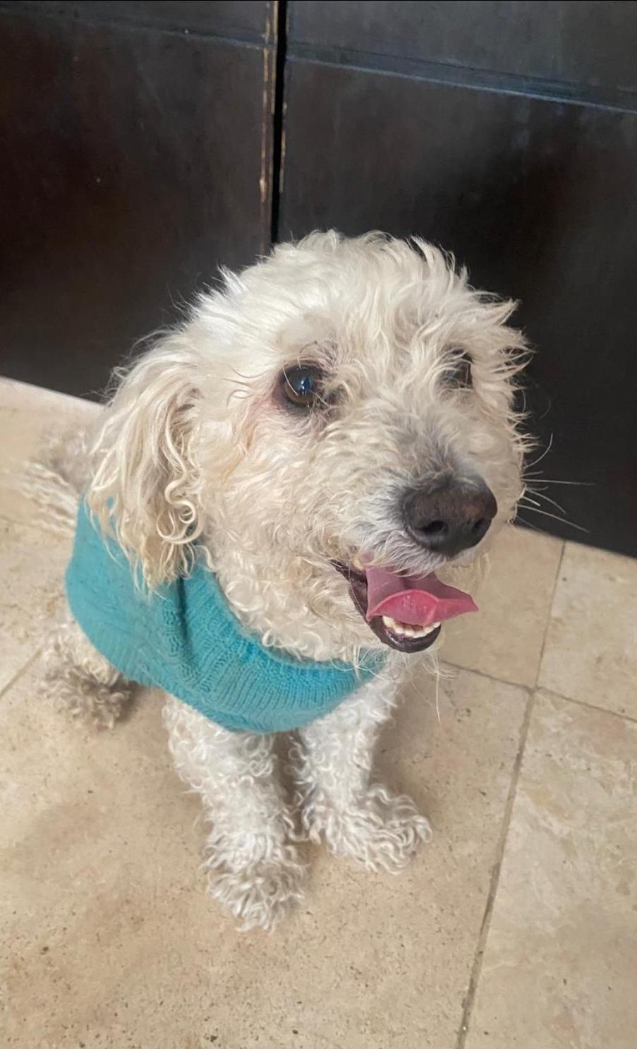 Enlarge COSMO , a ADOPTABLE Goldendoodle in Toronto, ON image 3/6