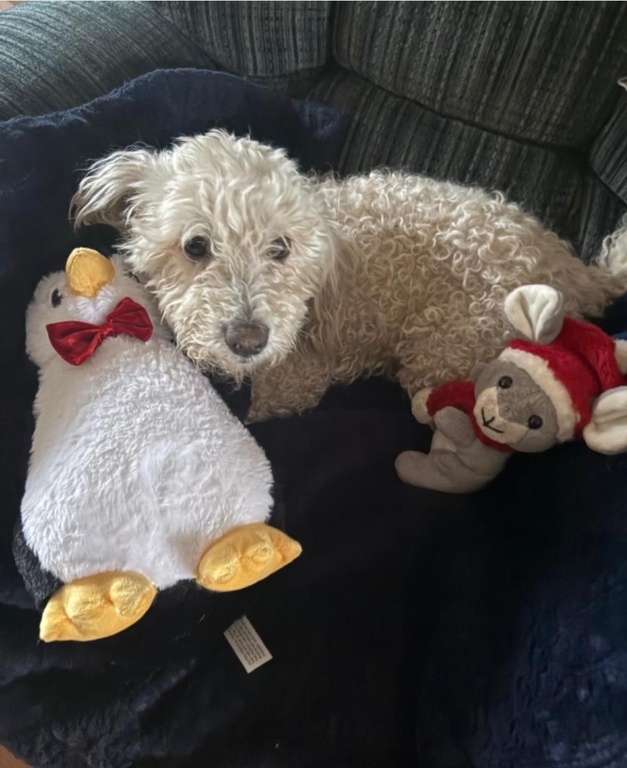 Enlarge COSMO , a ADOPTABLE Goldendoodle in Toronto, ON image 4/6