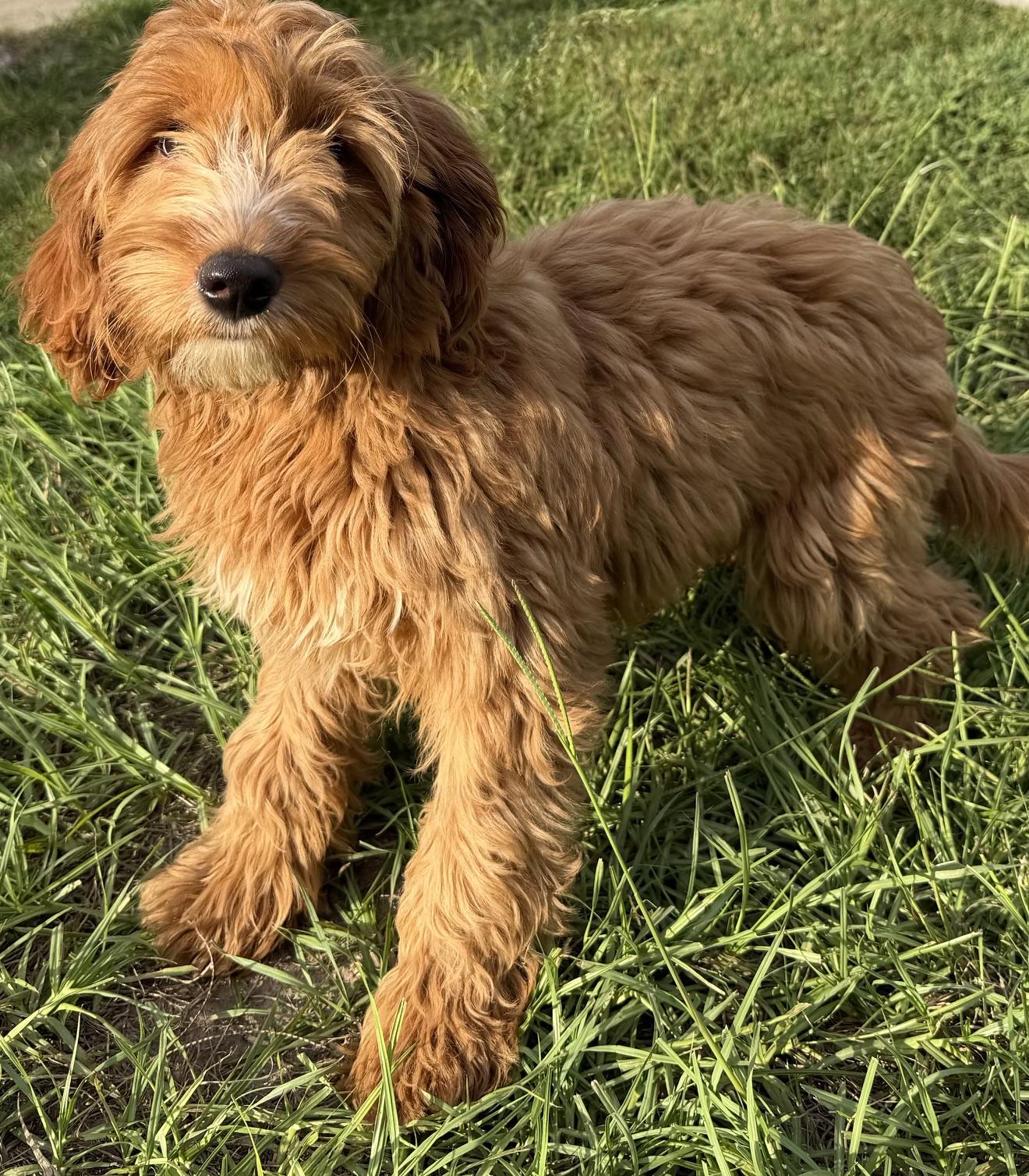 Enlarge Jennifer, a Adoptable Labradoodle in Orlando, FL image 3/3