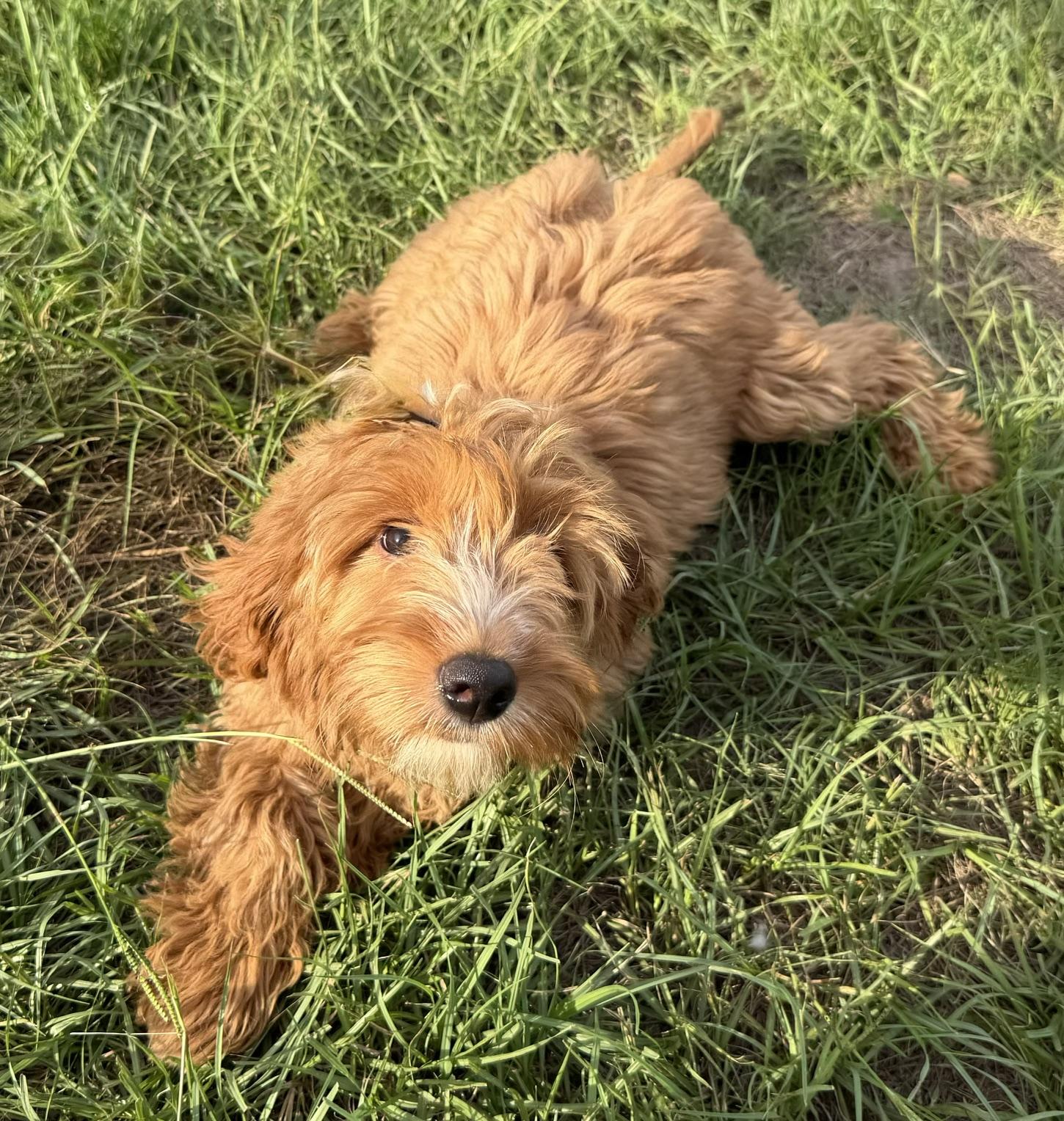 Enlarge Jennifer, a Adoptable Labradoodle in Orlando, FL image 2/3