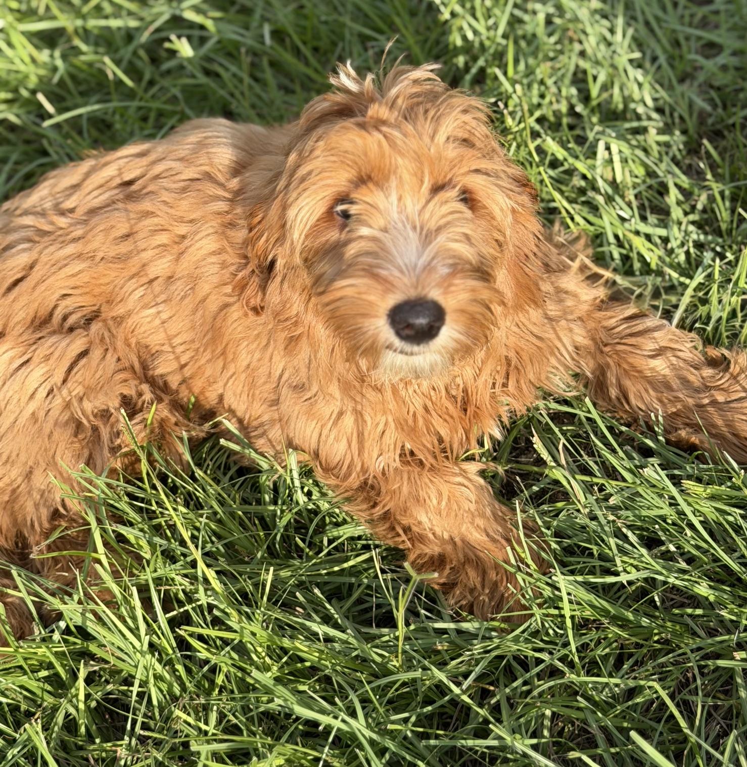 Jennifer, Adoptable, Young Female Labradoodle.