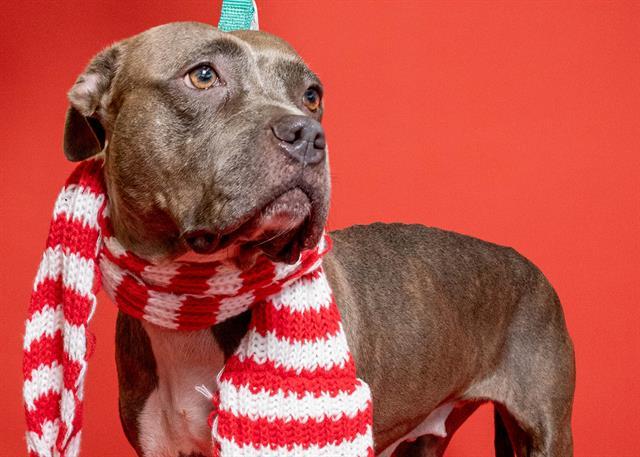 Enlarge SUGAR, a Adoptable American Staffordshire Terrier in Fort Lauderdale, FL image 1/1